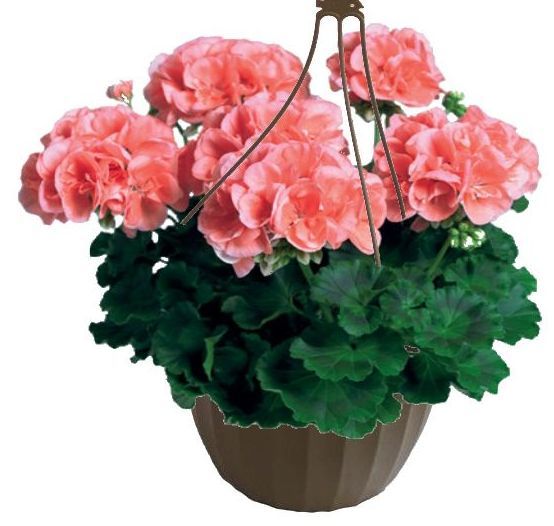 Salmon Geranium hanging basket flowers for sale in Lebanon PA