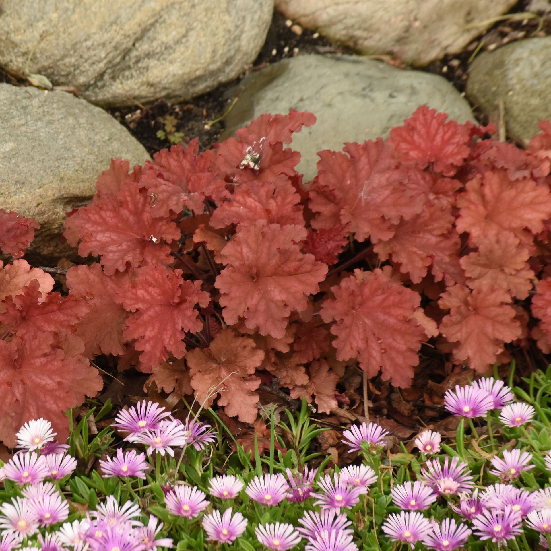 Heuchera Peachberry Ice Coral Bells perennial for sale in Lebanon