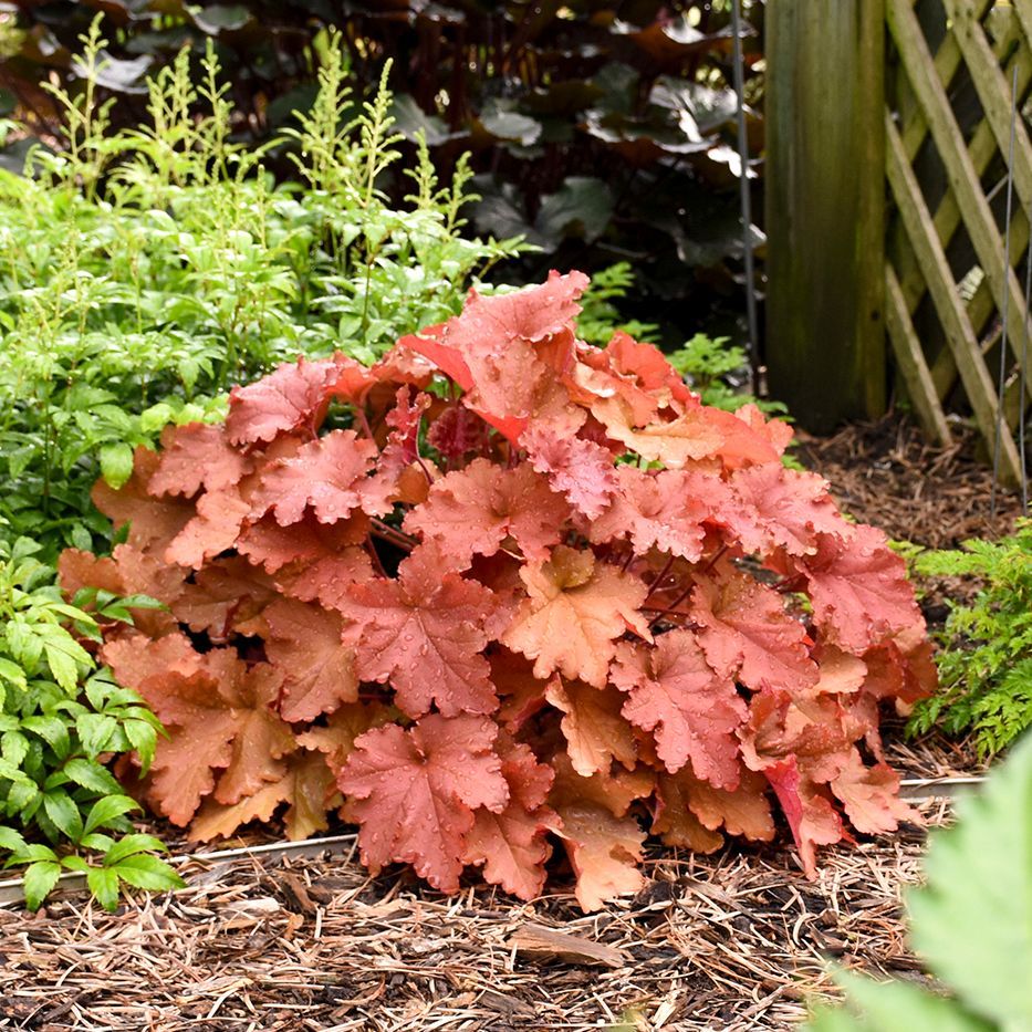 Heuchera Peachberry Ice Coral Bells perennial for sale in Lebanon