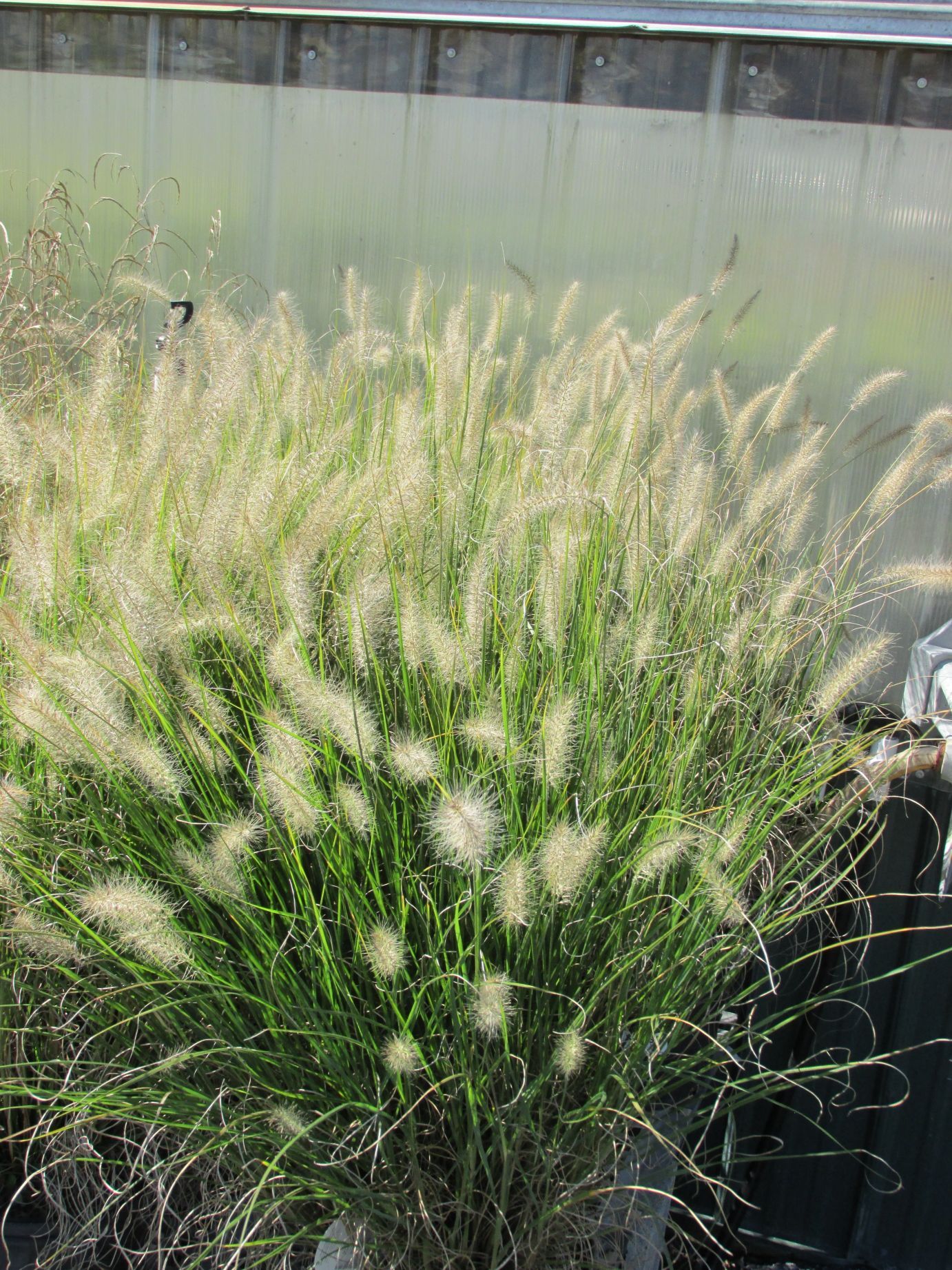 Nolt’s Garden Center Perennials Hameln Dwarf Fountain Grass