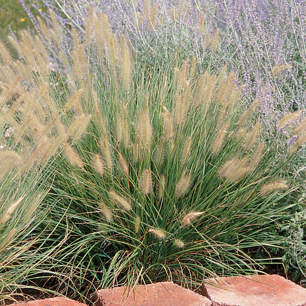 Pennisetum Hameln Dwarf Fountain Grass Ornamental Grass for sale in Lebanon