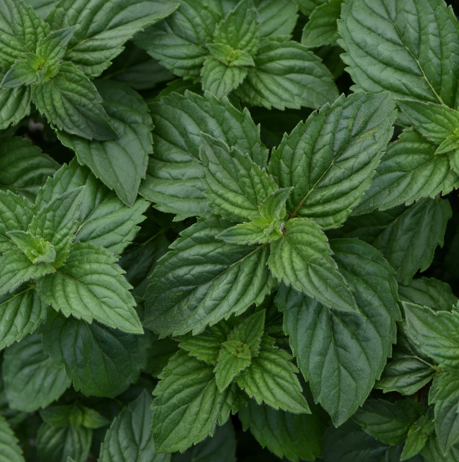 Peppermint Tea Plants for sale in Lebanon PA