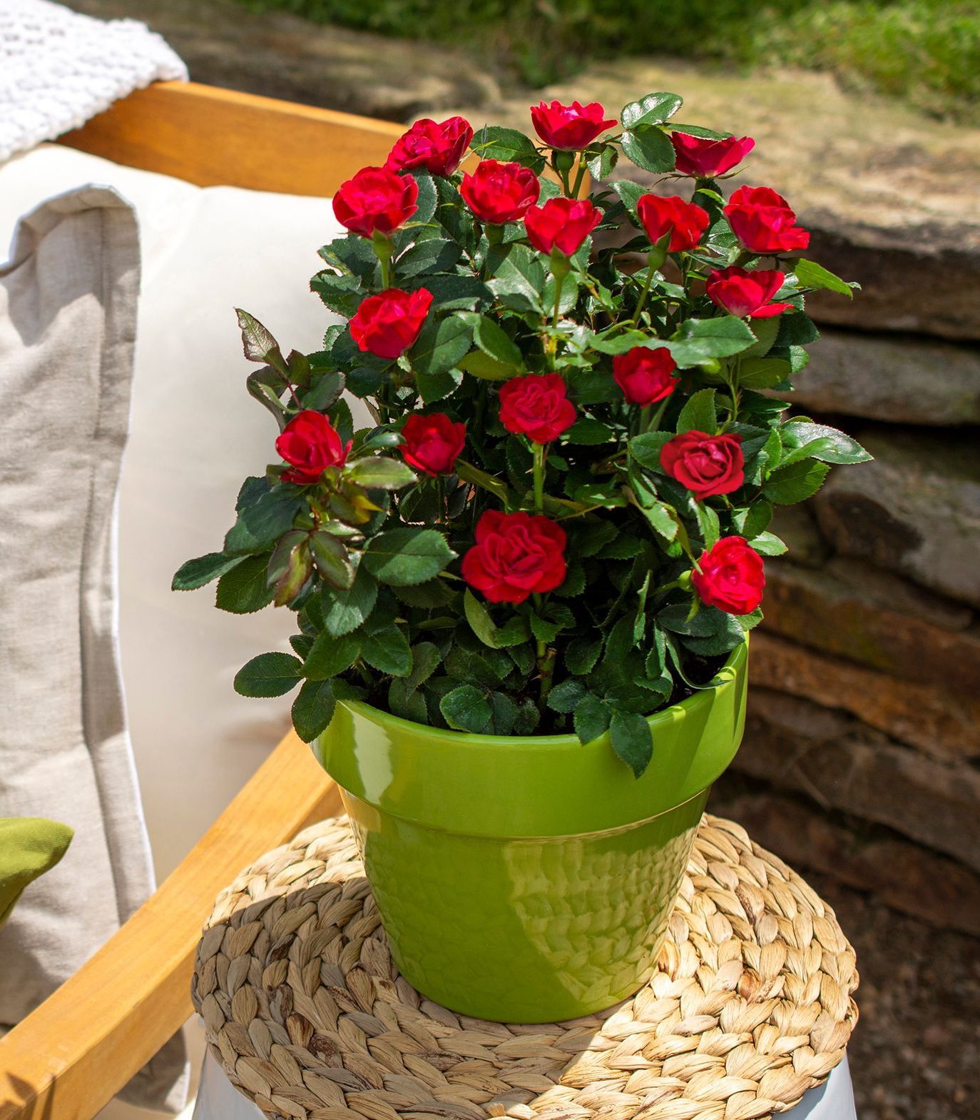 Petite Red Knockout Rose shrub flowering bush for sale in Lebanon