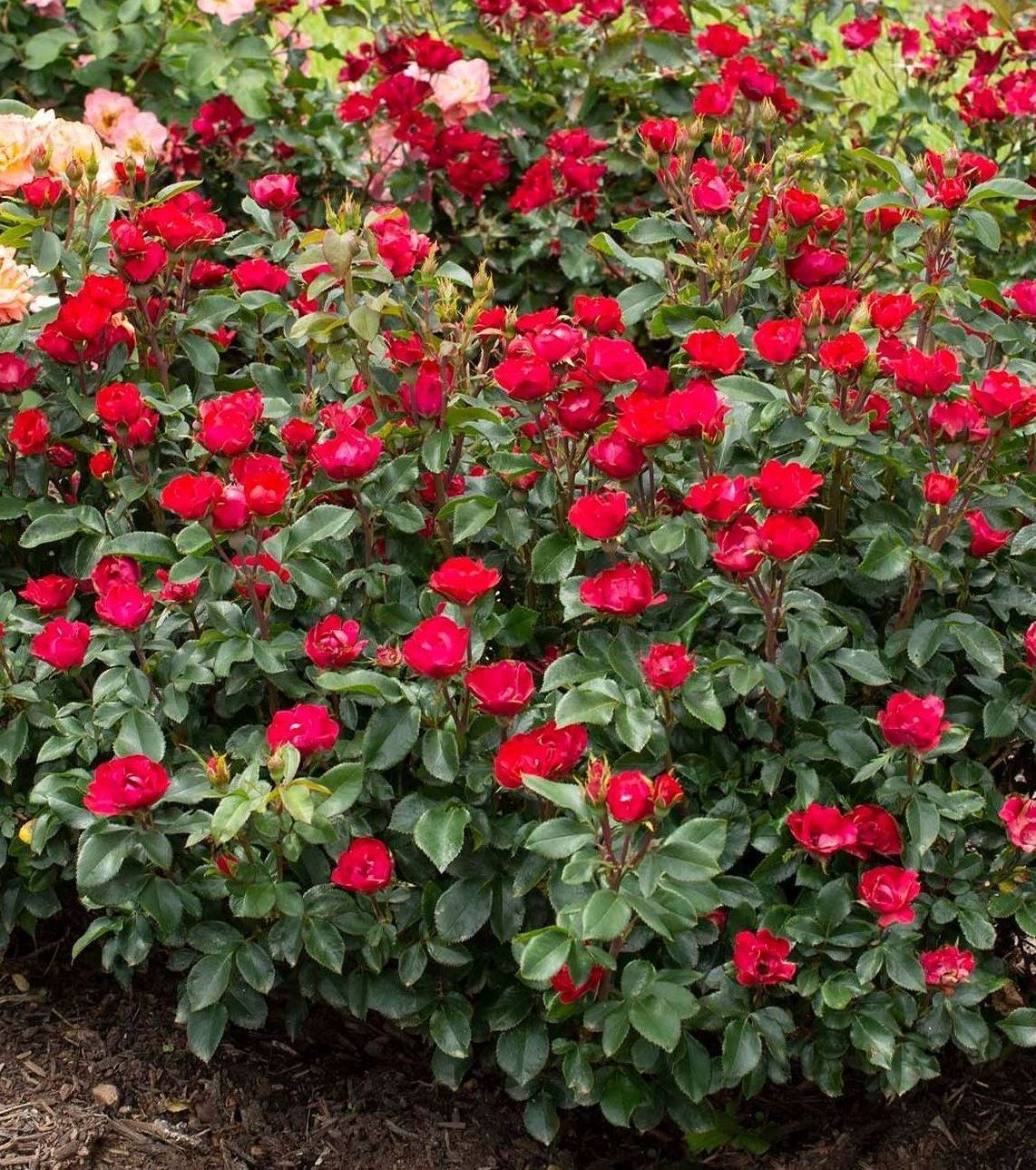 rose bush petite red knockout shrub