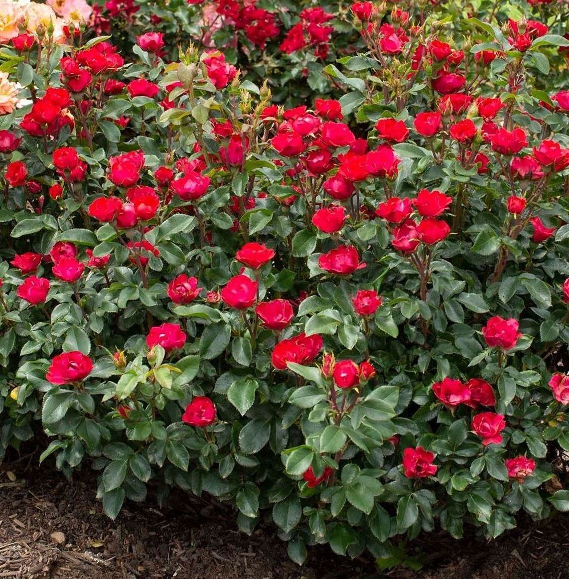 rose bush petite red knockout shrub