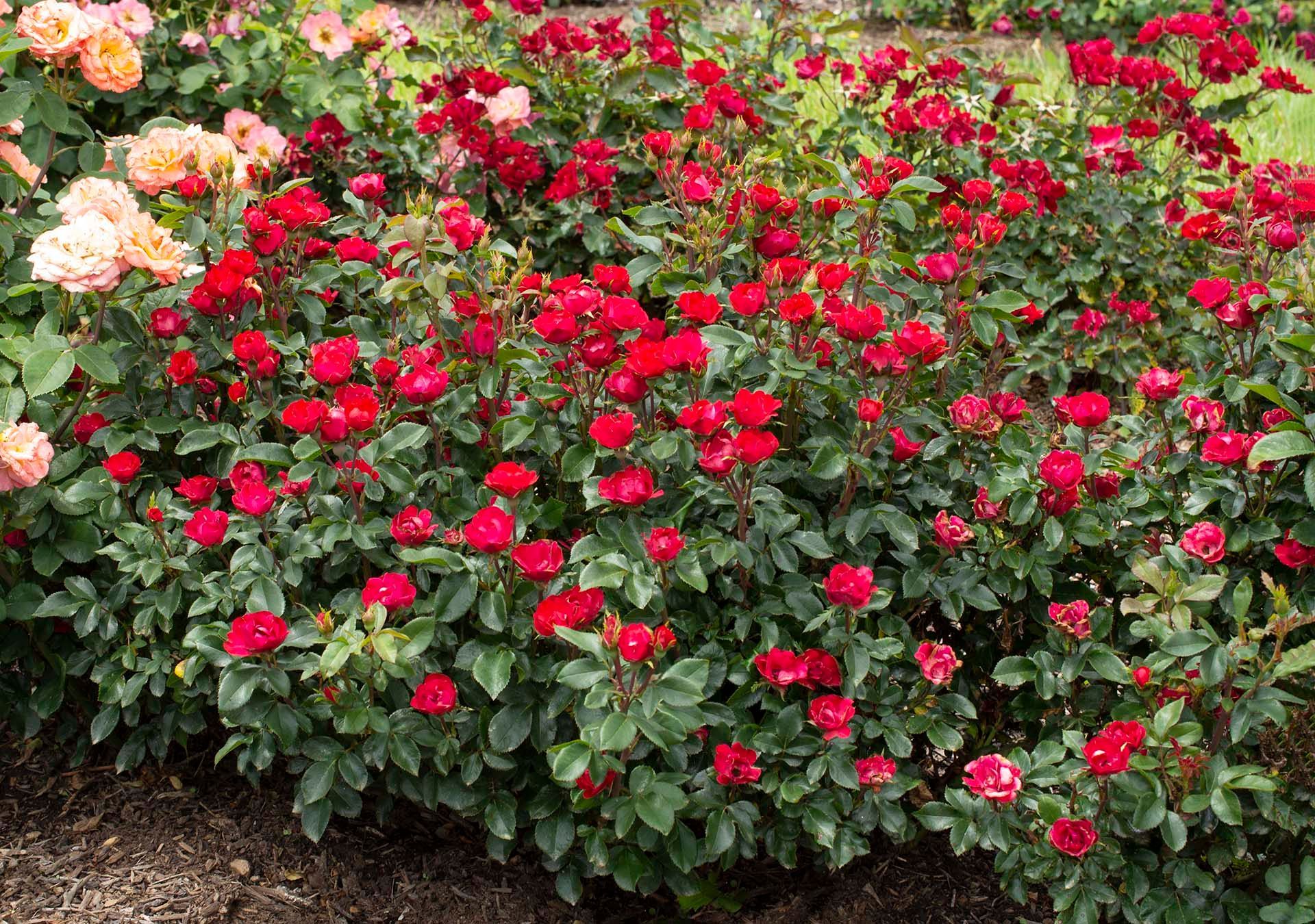 Petite Red Knockout Rose shrub flowering bush for sale in Lebanon