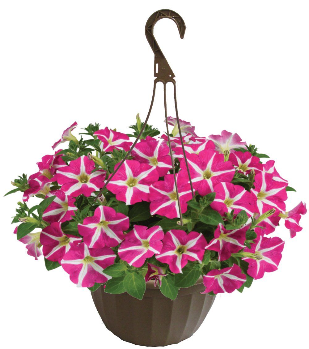 Flowers hanging basket