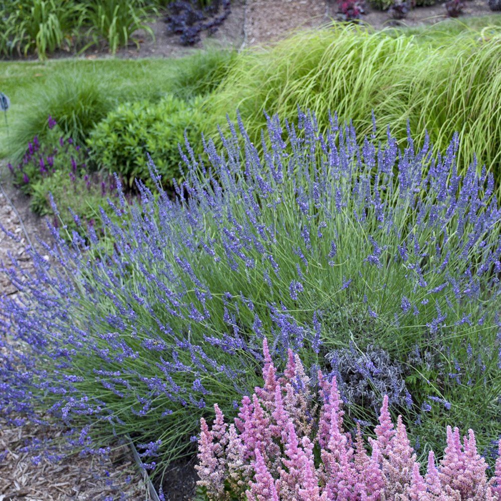 English Lavender Phenomenal Perennial