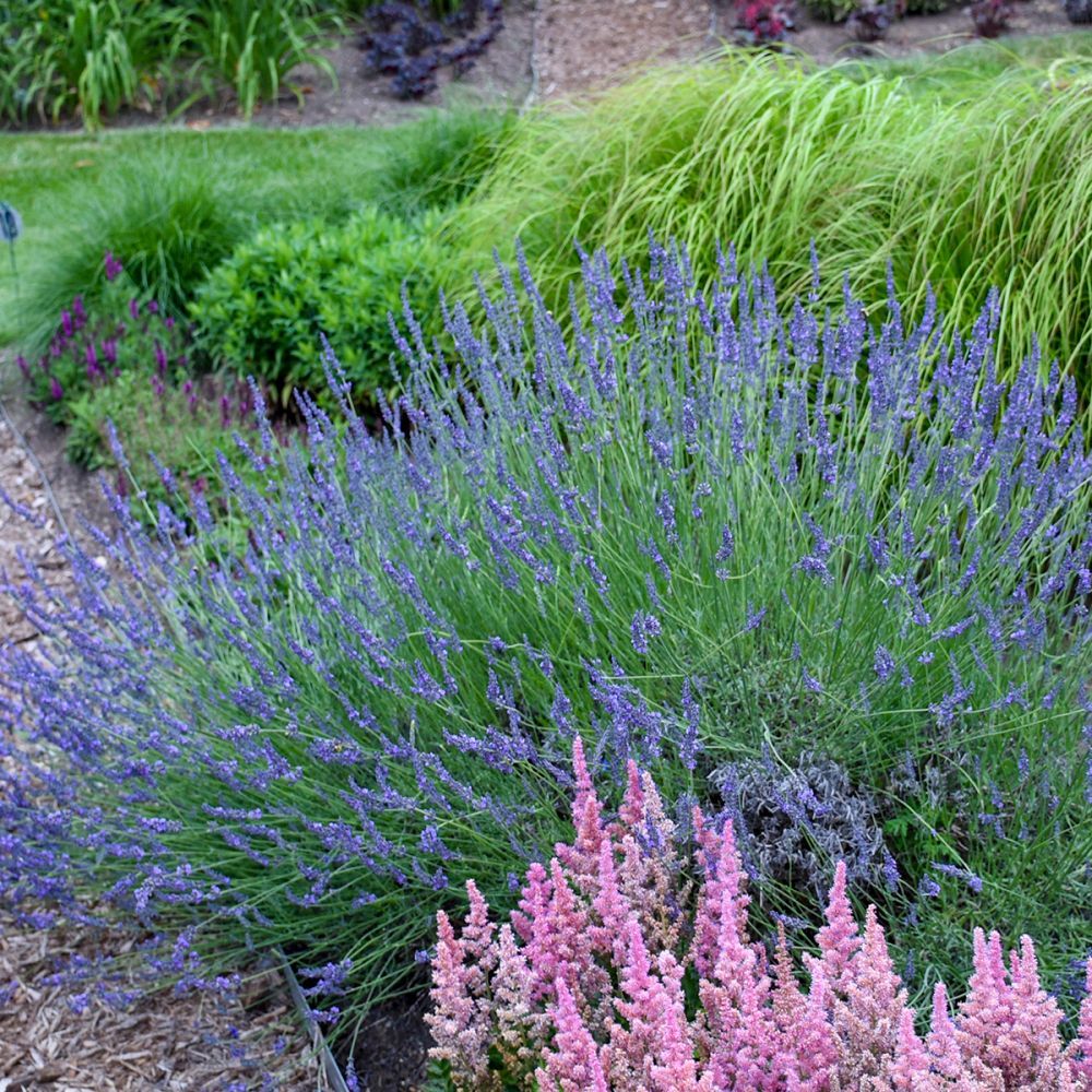 Lavandula Phenomenal Lavender perennial for sale in Lebanon