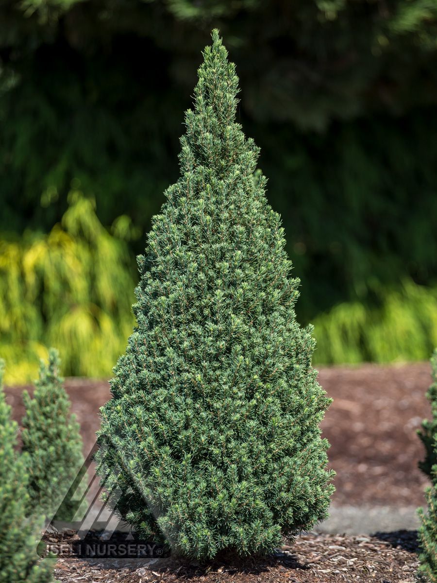 Picea Glauca Jean's Dilly Alberta Spruce shrub evergreen bush for sale in Lebanon