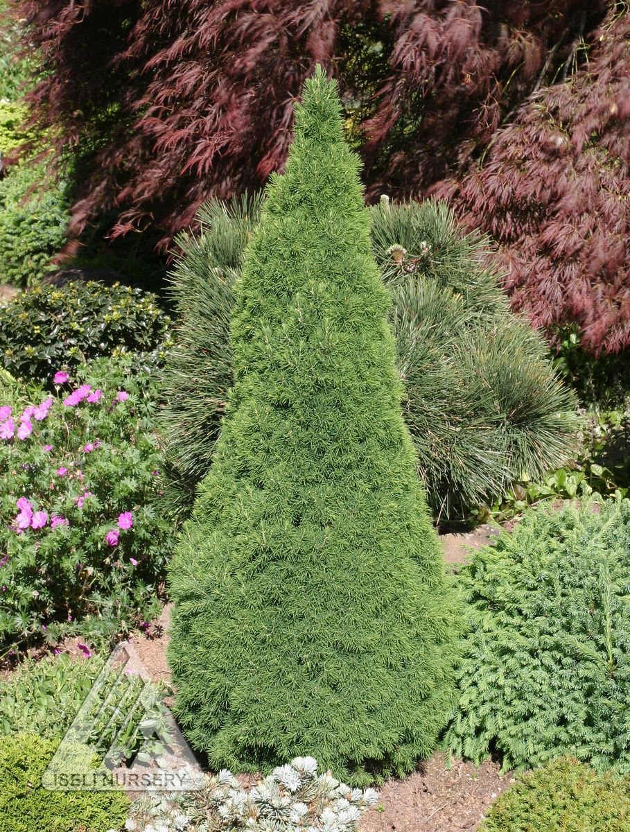 Picea Glauca Jean's Dilly Alberta Spruce shrub evergreen bush for sale in Lebanon