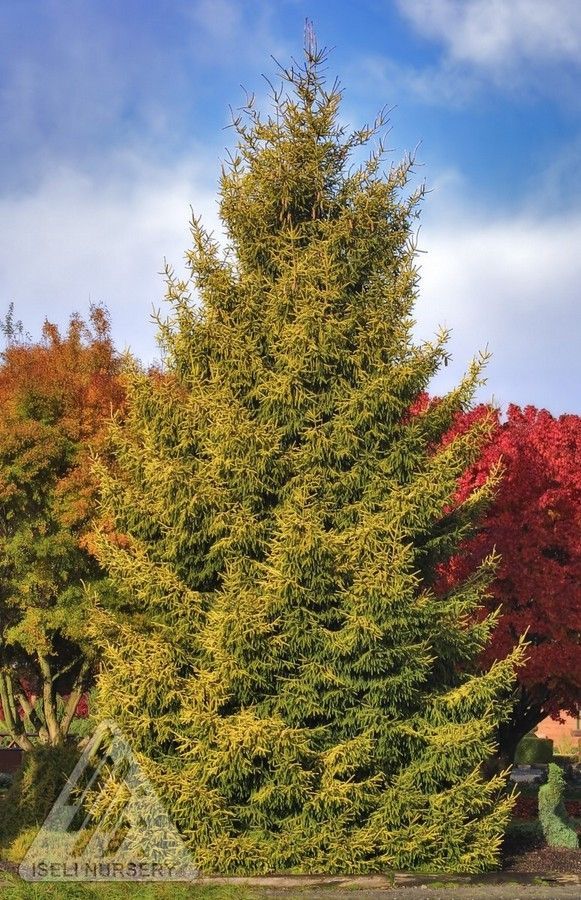 Picea orientalis Skylands Spruce shrub evergreen bush for sale in Lebanon