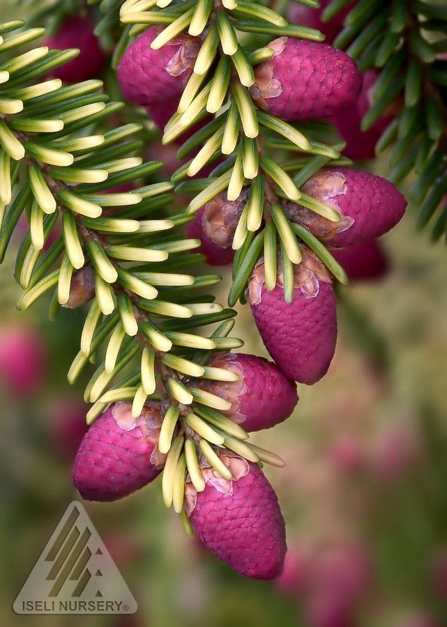 Picea orientalis Skylands Spruce shrub evergreen bush for sale in Lebanon