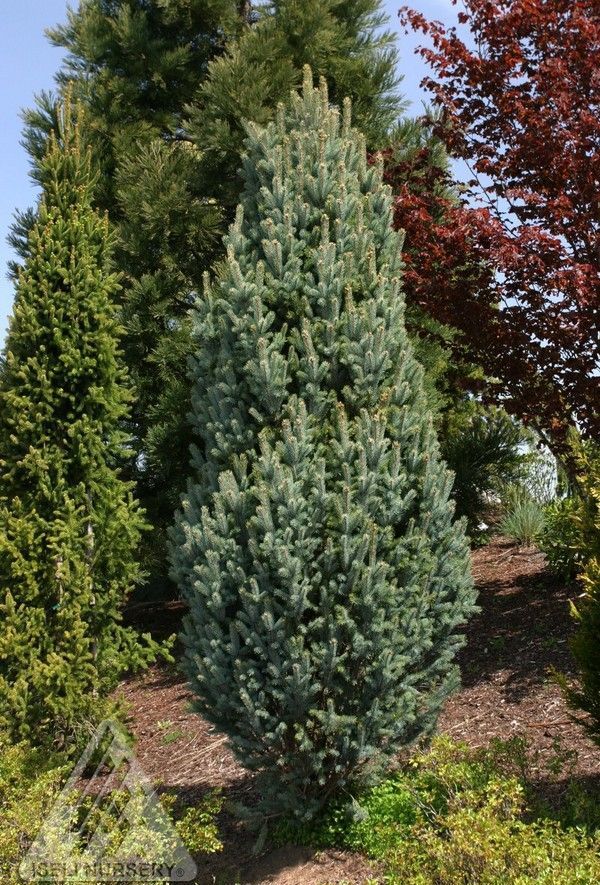Picea Pungens Columnar Blue Spruce