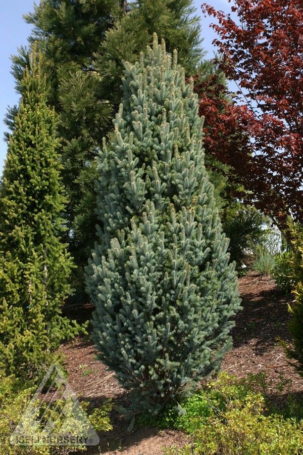 Picea pungens Columnar Blue Spruce shrub evergreen bush for sale in Lebanon