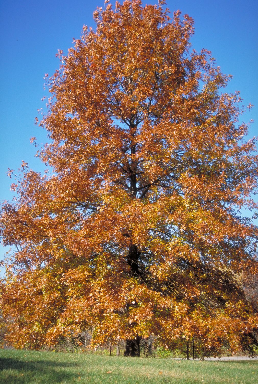 Quercus palustris Pin Oak Tree for sale in Lebanon