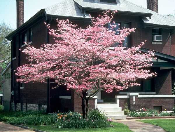 Cornus Florida Rubra Pink Flowering Native Dogwood Tree for sale in Lebanon