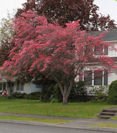 Cornus Florida Rubra Pink Flowering Native Dogwood Tree for sale in Lebanon