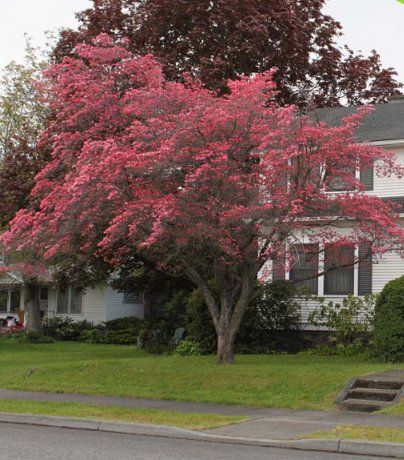 Cornus florida Pink Native Dogwood Tree