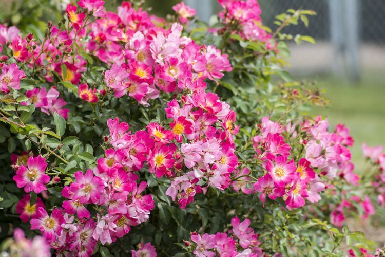 Pink Drift Rose shrub flowering bush for sale in Lebanon