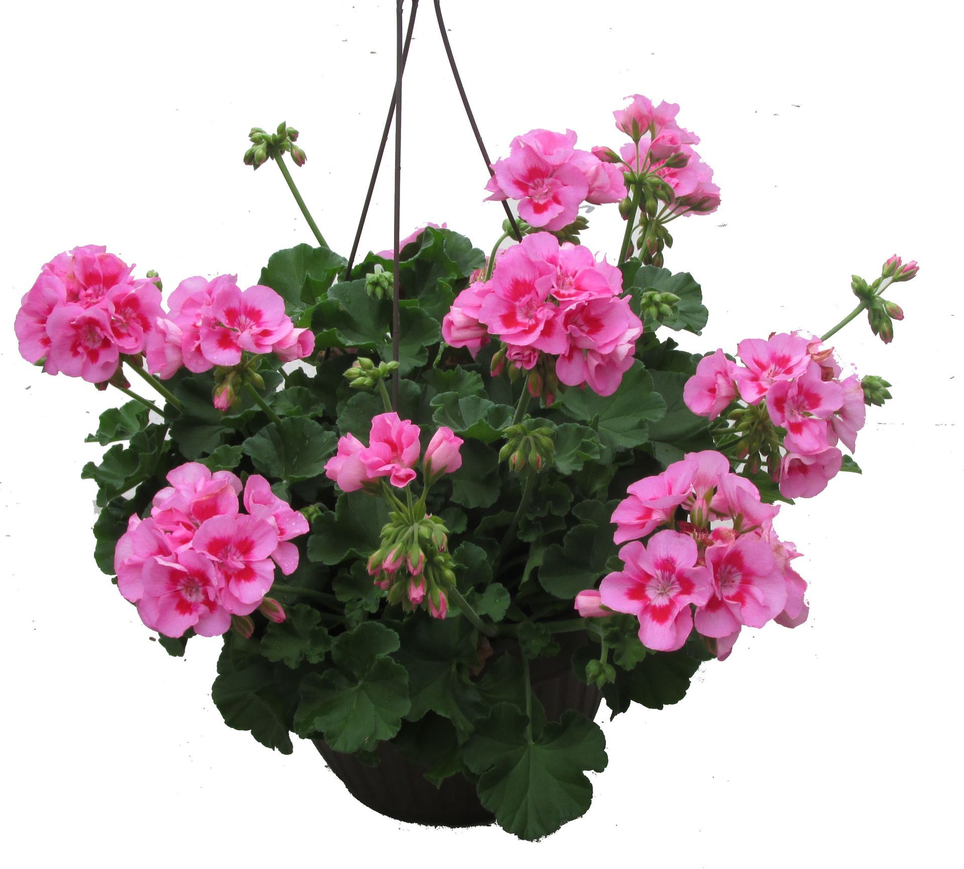 Pink Flame Geranium hanging basket flowers for sale in Lebanon PA