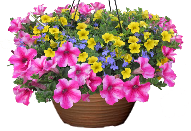 Pink Lemonade Petunia hanging basket flower mix for sale in Lebanon PA