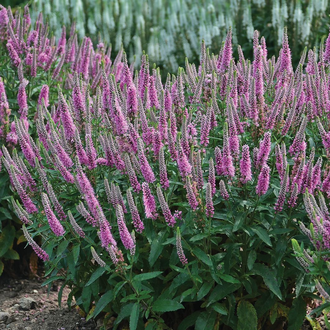 Veronica Pink Potion Speedwell perennial for sale in Lebanon