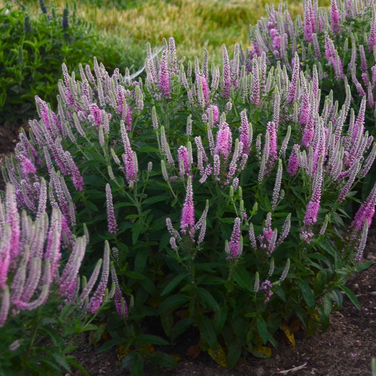 Veronica Pink Potion Speedwell perennial for sale in Lebanon