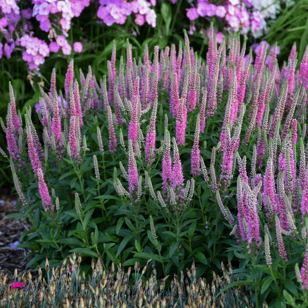 Veronica Pink Potion Speedwell perennial for sale in Lebanon