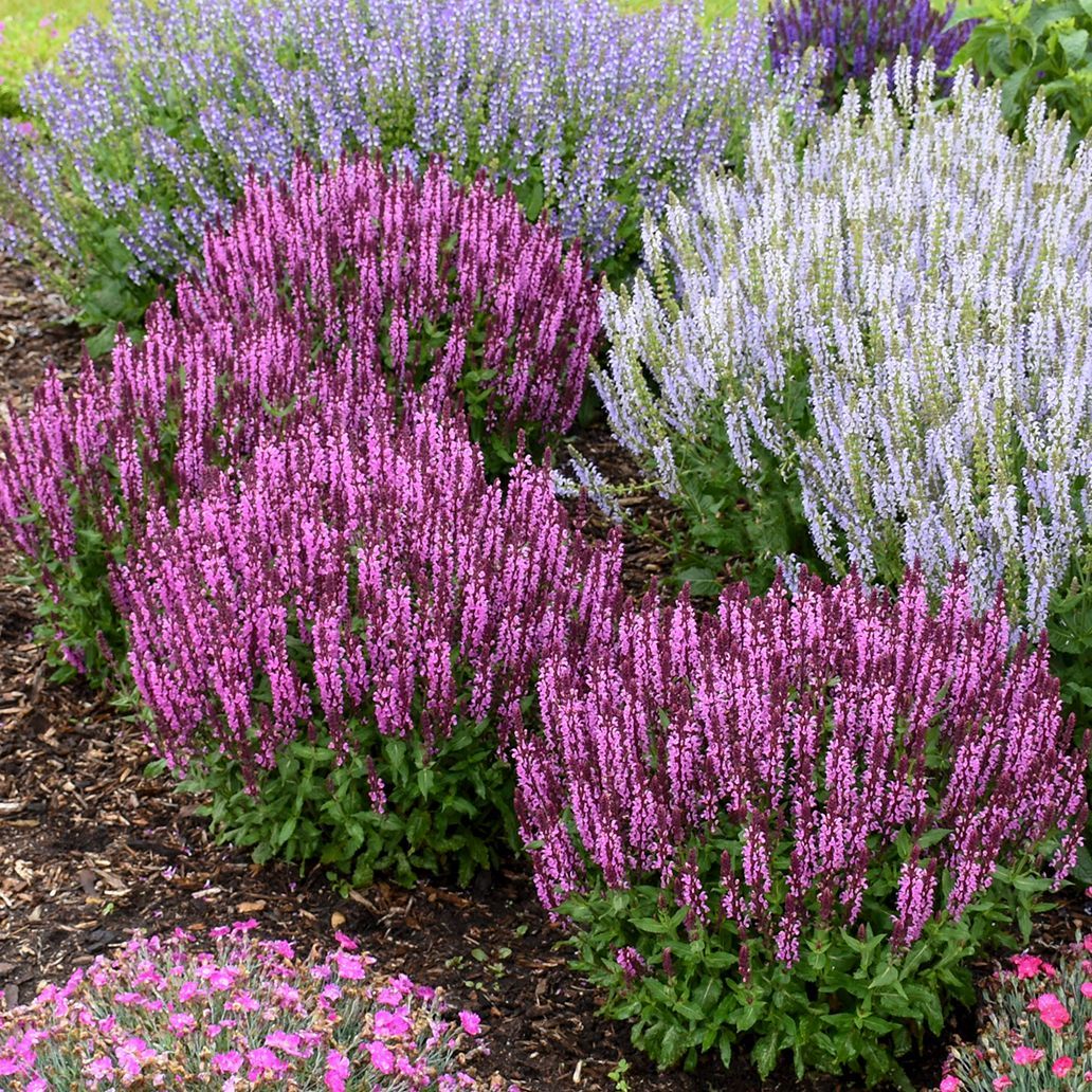 Pink Profusion Salvia perennial for sale in Lebanon