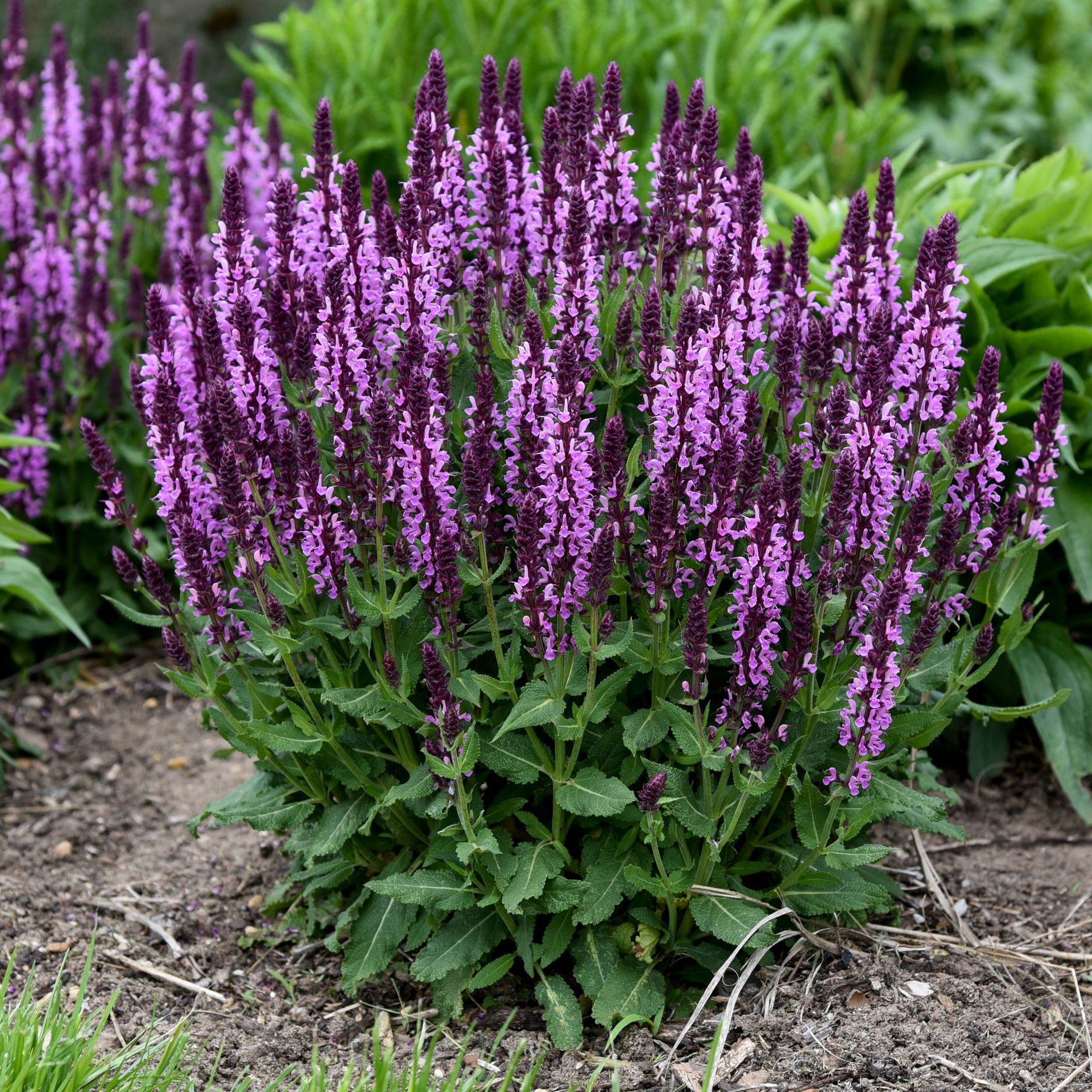 Nolt’s Garden Center | Perennials | Salvia Pink Profusion