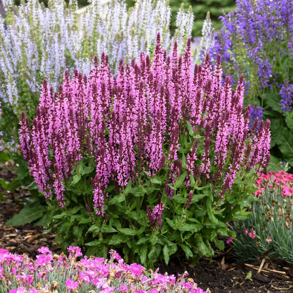 Pink Profusion Salvia perennial for sale in Lebanon