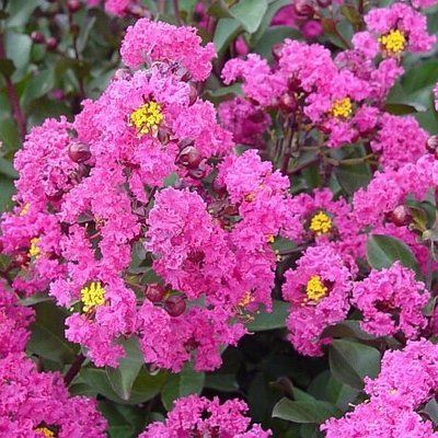Lagerstroemia Crapemyrtle pink velour dwarf shrub bush