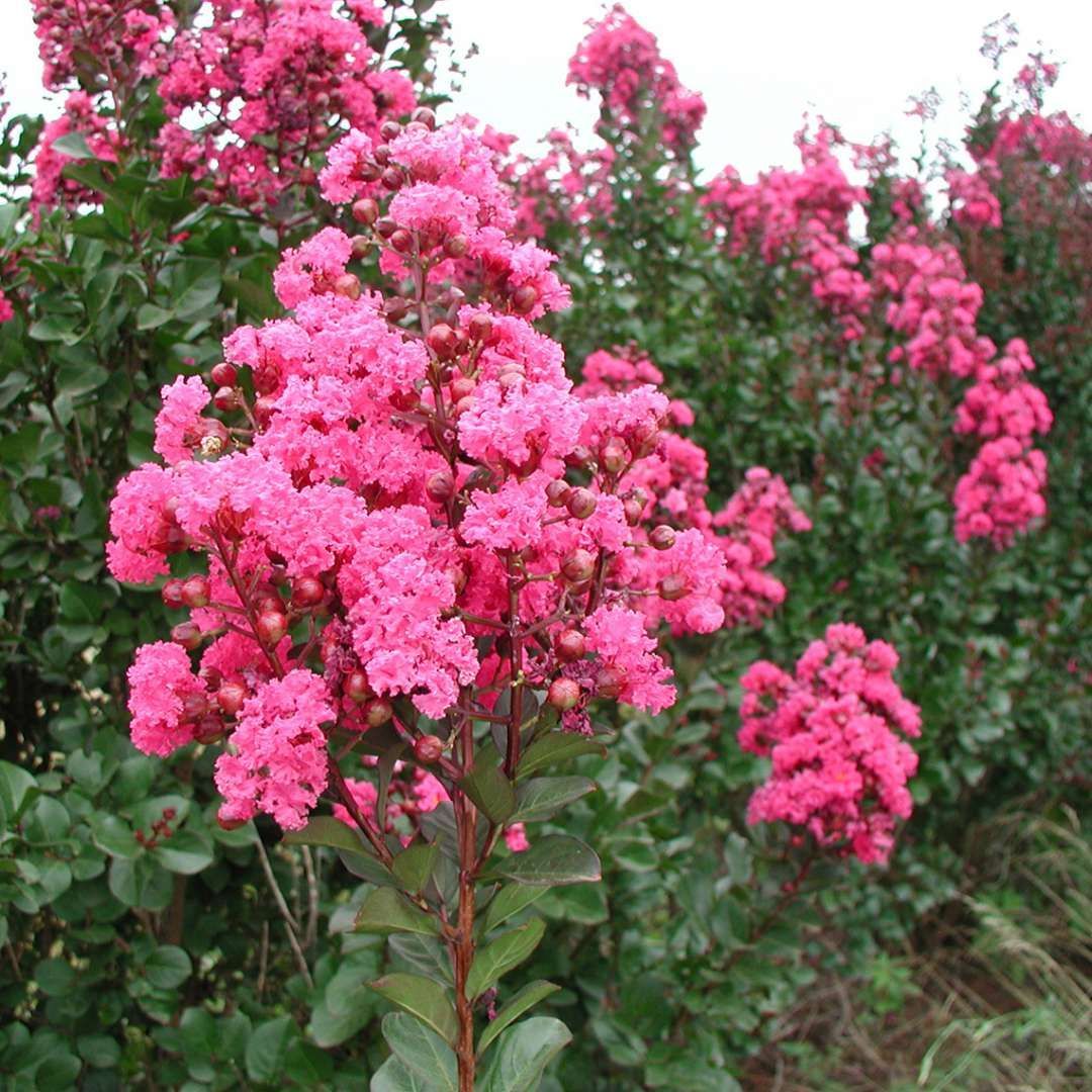 Lagerstroemia Pink Velour Crapemyrtle shrub flowering bush for sale in Lebanon