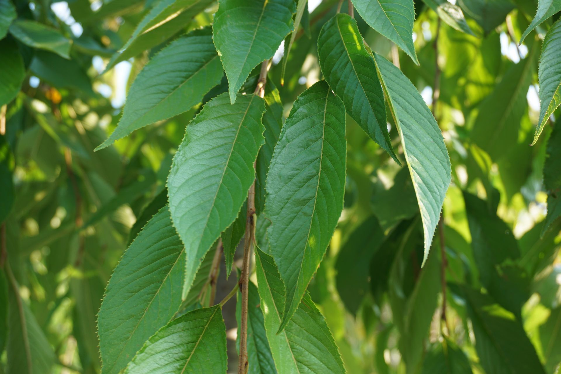 Prunus pendula Pink Weeping Cherry Flowering Cherry for sale in Lebanon