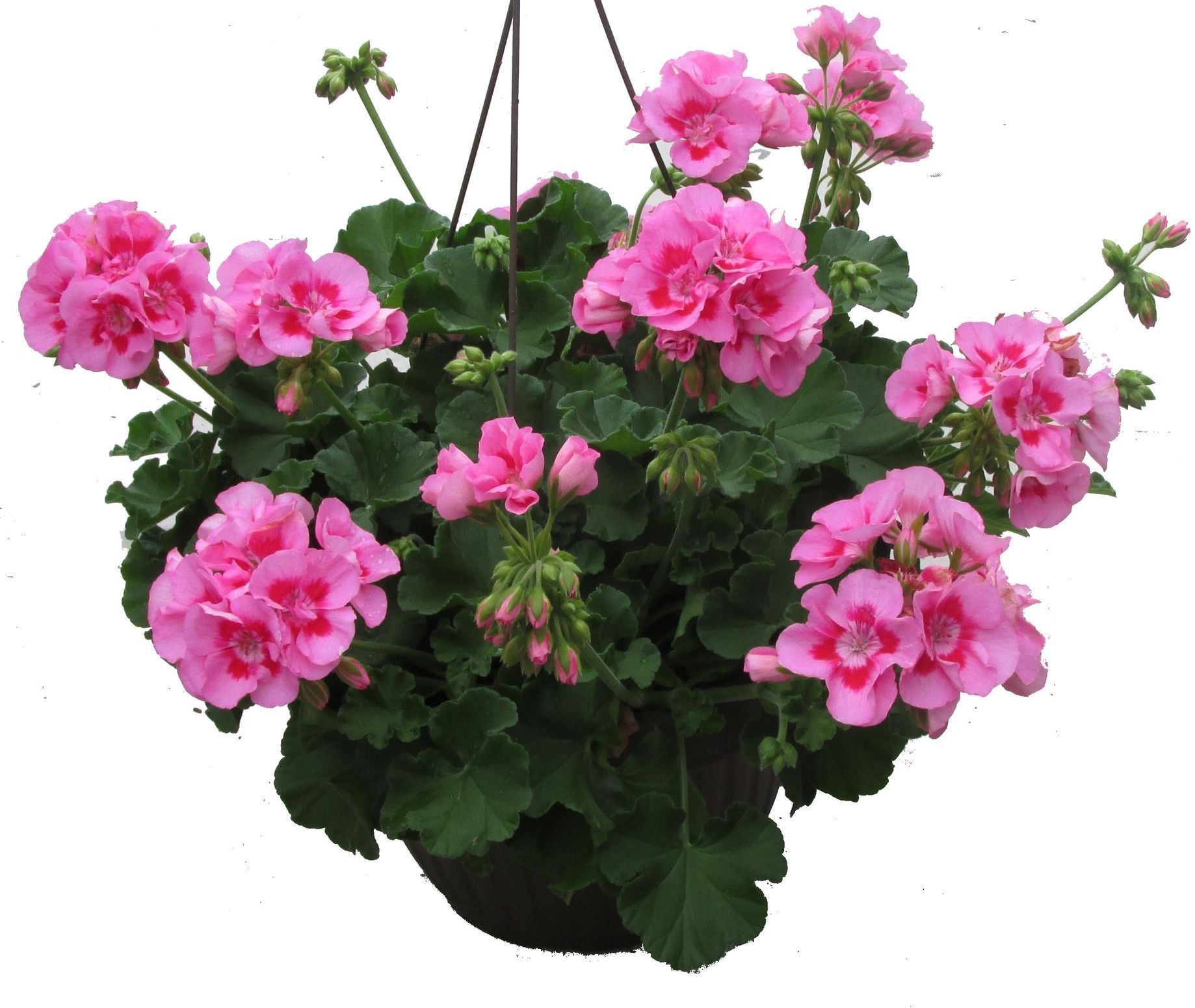 Pink Flame Geranium hanging basket flowers for sale in Lebanon PA