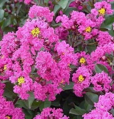 Lagerstroemia Crapemyrtle pink velour dwarf shrub bush