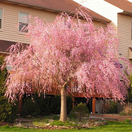 Prunus pendula Pink Weeping Cherry Flowering Cherry for sale in Lebanon