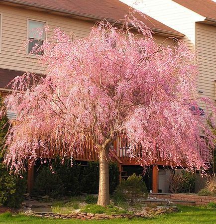 Prunus Pink Weeping Cherry Tree