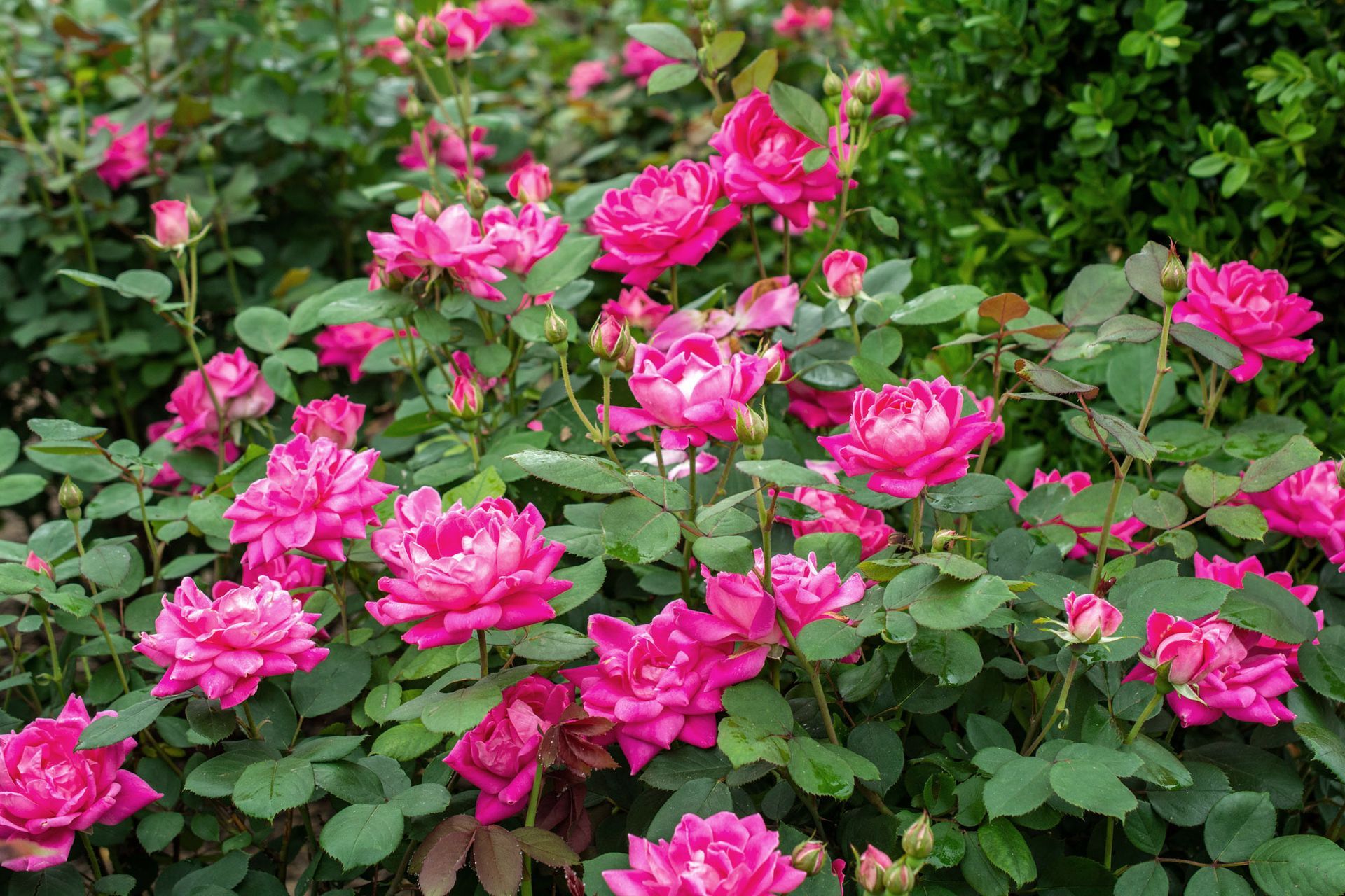 Double Pink Knockout Rose shrub flowering bush for sale in Lebanon