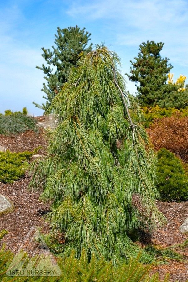 Pinus strobus Angel Falls Weeping Eastern White Pine shrub evergreen bush for sale in Lebanon