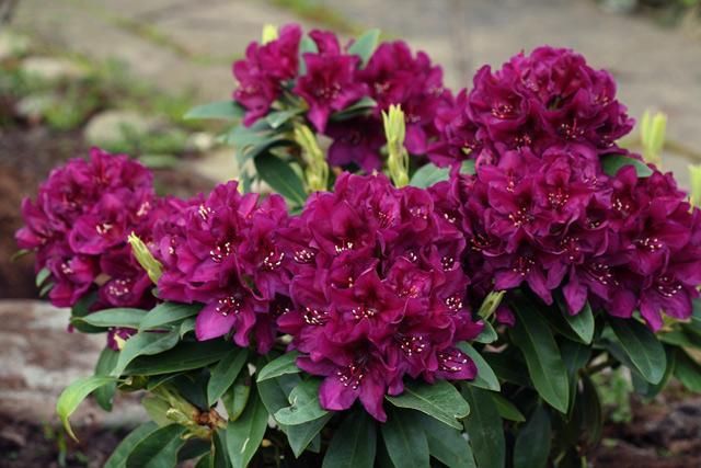 Anah Kruschke Rhododendron shrub flowering bush for sale in Lebanon