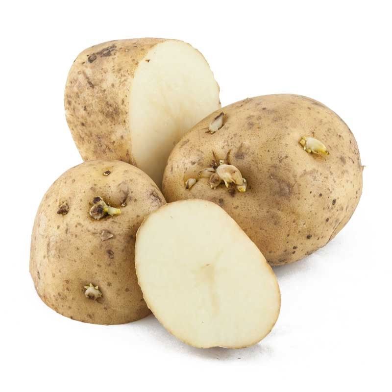 Seed Potatoes for sale