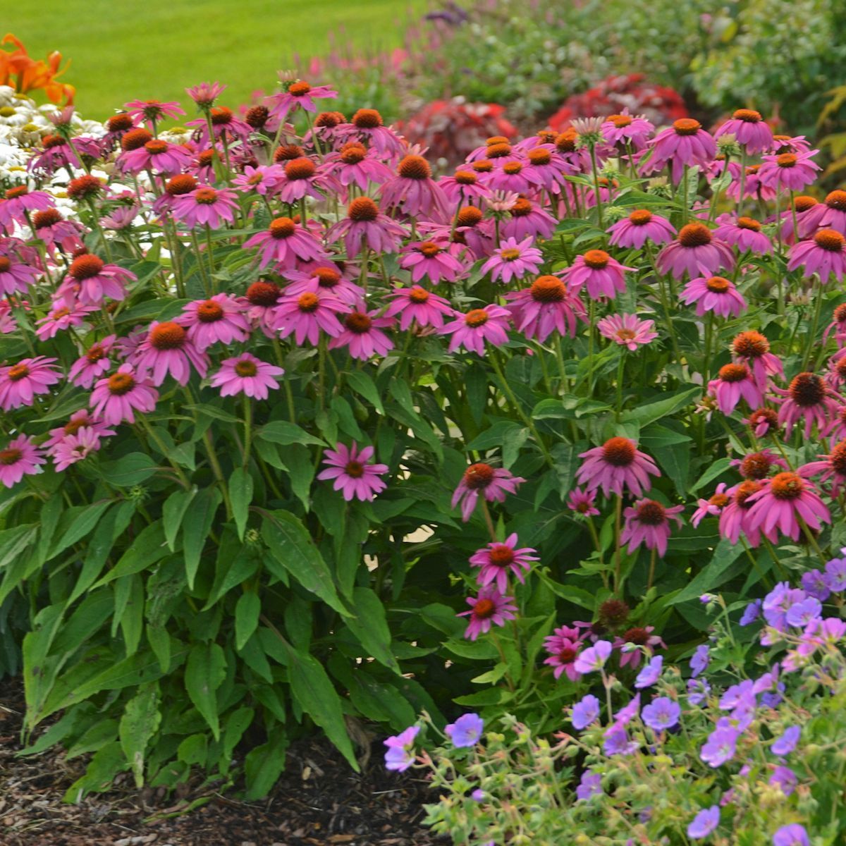 Echinacea Powwow Wild Berry Coneflower pink perennial for sale in Lebanon