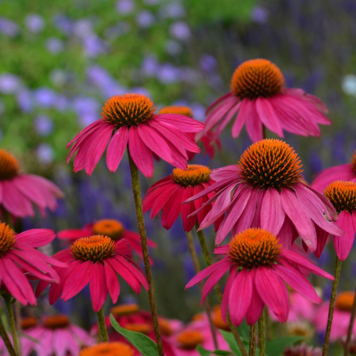 Echinacea Powwow Wild Berry Coneflower pink perennial for sale in Lebanon