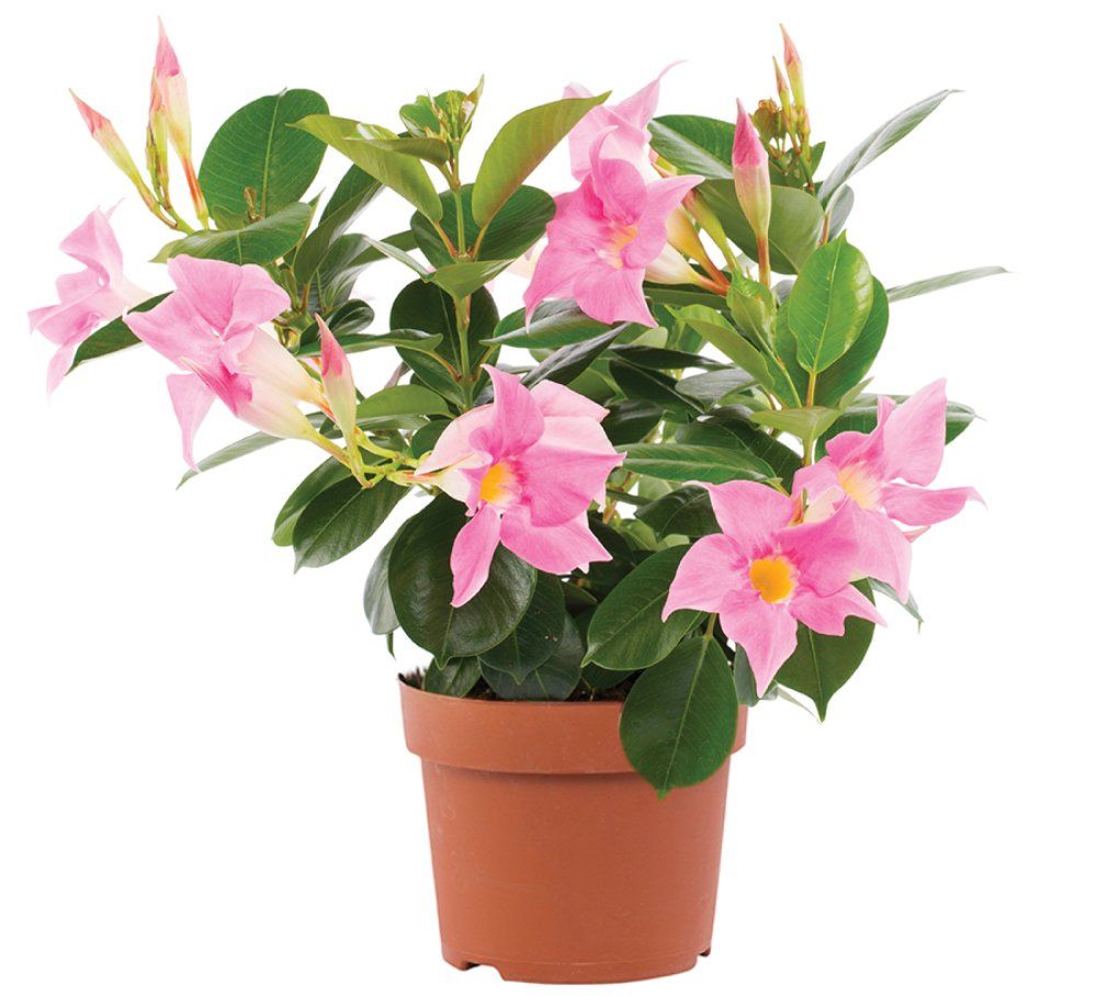 Compact Pink  Mandevilla for sale in Lebanon PA