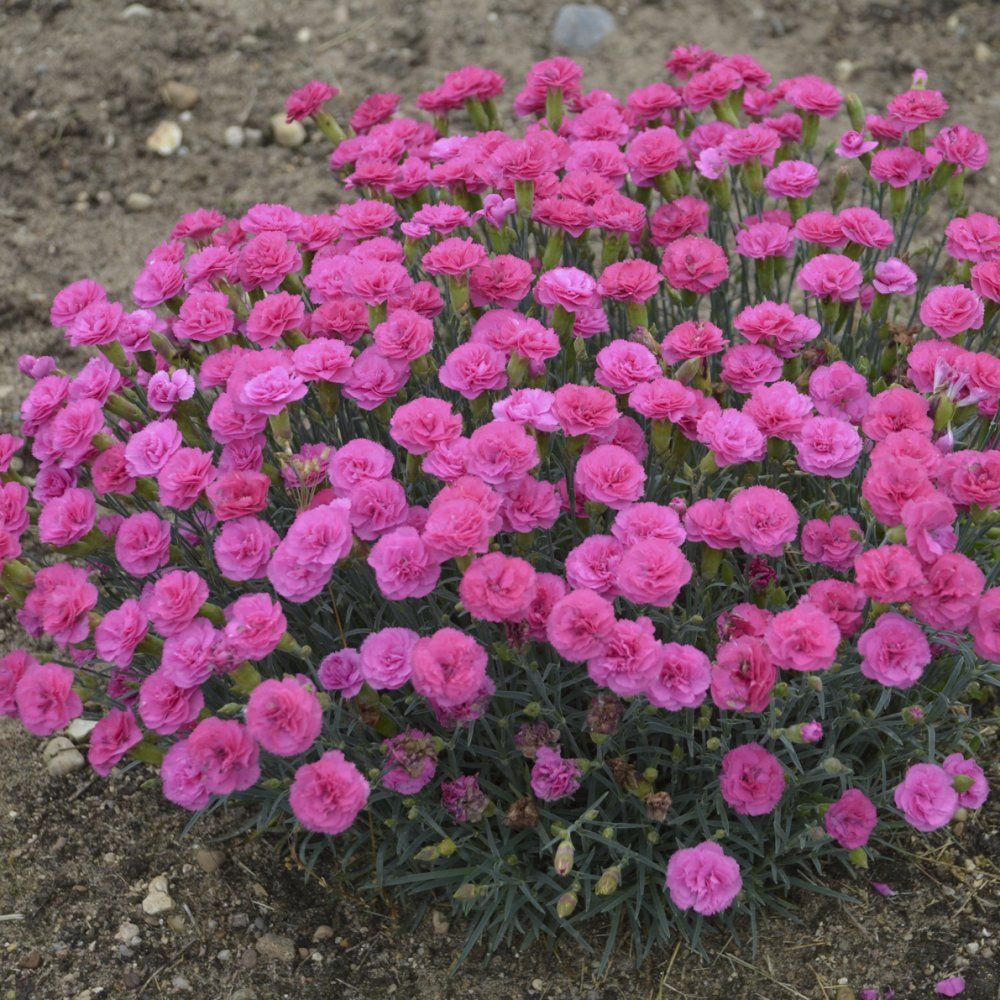 Dianthus carnation perennials Pretty Poppers Double Bubble
