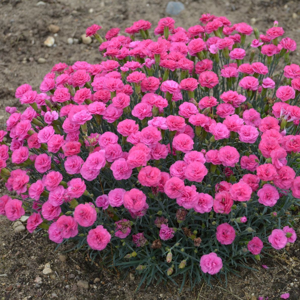 Pretty Poppers Double Bubble Dianthus perennial for sale in Lebanon