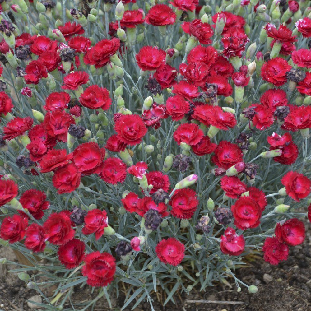 Dianthus carnation perennials Pretty Poppers Electric Red