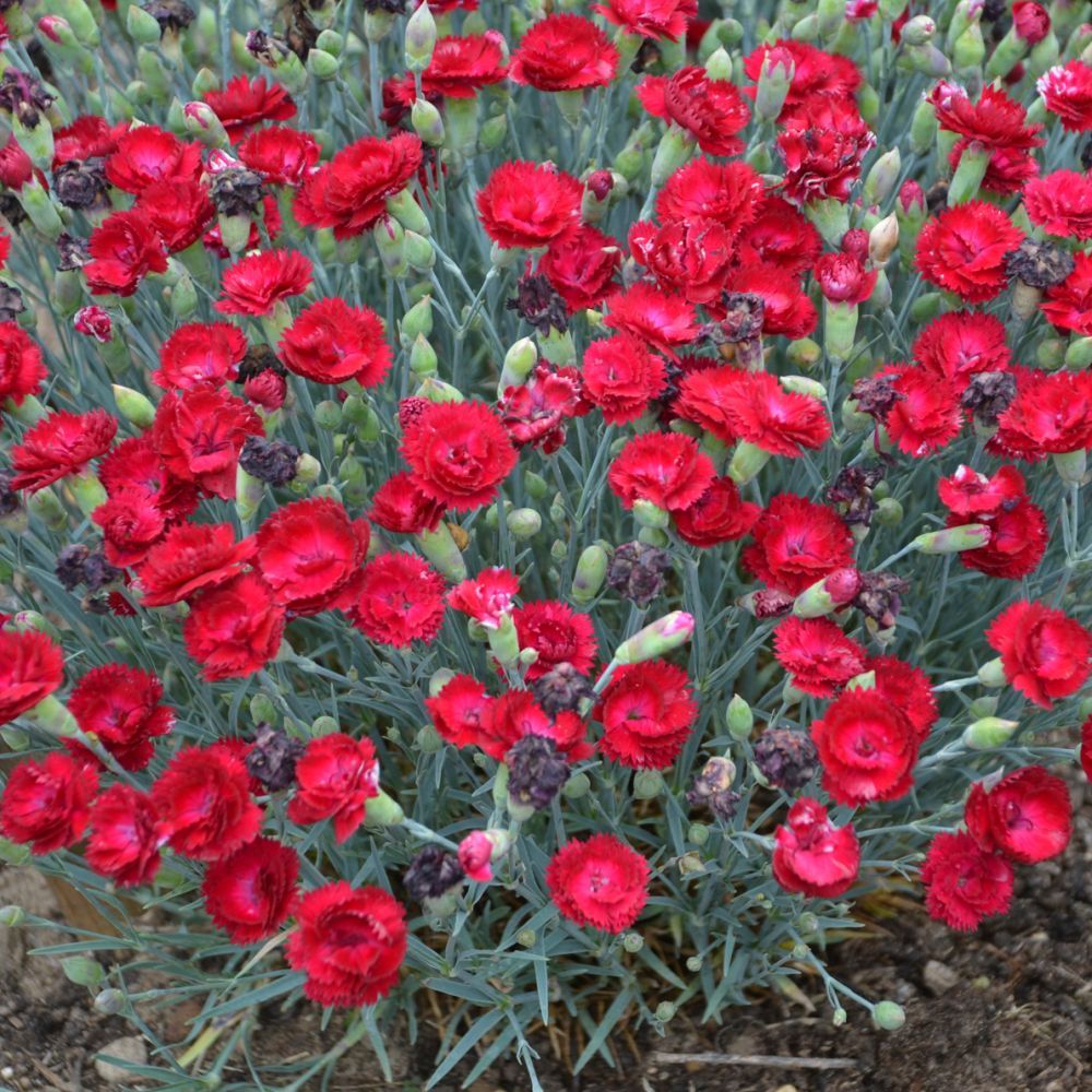 Pretty Poppers Electric Red Dianthus perennial for sale in Lebanon